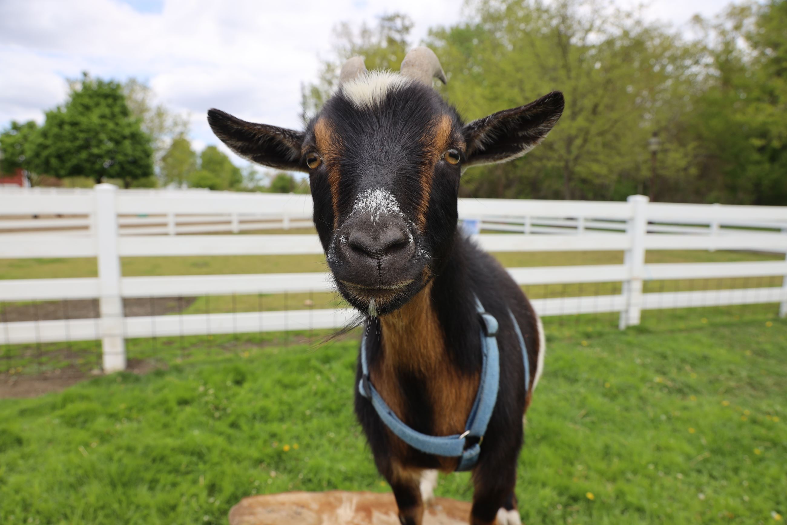 A picture of Millie a goat at the heritage park petting farm